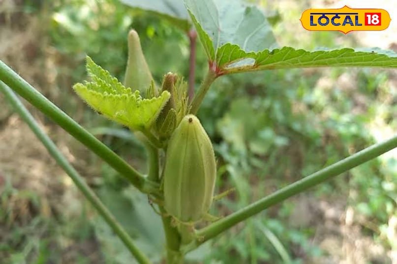 नेचर का अनमोल तोहफ़ा! छत्तीसगढ़ के जंगलों में उगती ‘वन रमकेलिया’ भिंडी सेहत और स्वाद की खज़ाना 