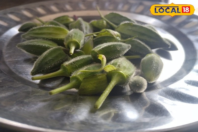 नेचर का अनमोल तोहफ़ा! छत्तीसगढ़ के जंगलों में उगती ‘वन रमकेलिया’ भिंडी सेहत और स्वाद की खज़ाना 