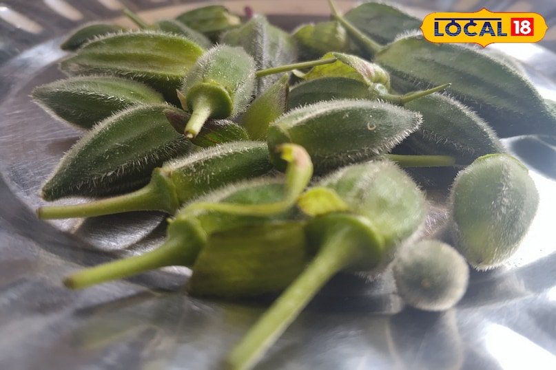 नेचर का अनमोल तोहफ़ा! छत्तीसगढ़ के जंगलों में उगती ‘वन रमकेलिया’ भिंडी सेहत और स्वाद की खज़ाना 