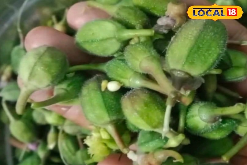 नेचर का अनमोल तोहफ़ा! छत्तीसगढ़ के जंगलों में उगती ‘वन रमकेलिया’ भिंडी सेहत और स्वाद की खज़ाना 