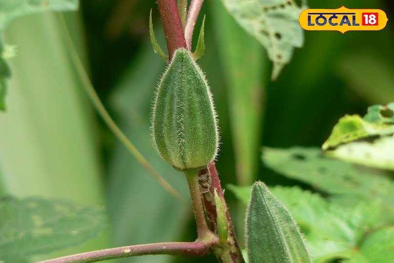 नेचर का अनमोल तोहफ़ा! छत्तीसगढ़ के जंगलों में उगती ‘वन रमकेलिया’ भिंडी सेहत और स्वाद की खज़ाना 