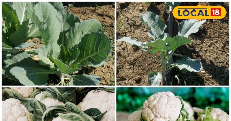 फूलगोभी की ये किस्में शर्तिया मुनाफे का सौदा, एक्सपर्ट ने बताया बंपर पैदावार का सीक्रेट