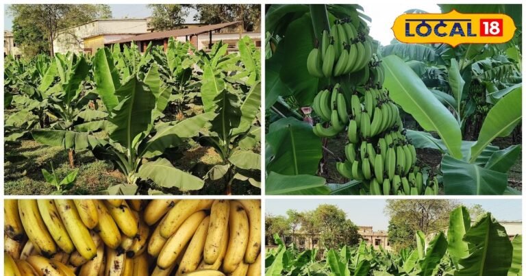 केले की खेती में तगड़ा मुनाफा…90 हजार की सब्सिडी भी, जानें इससे जुड़ी हर एक बात