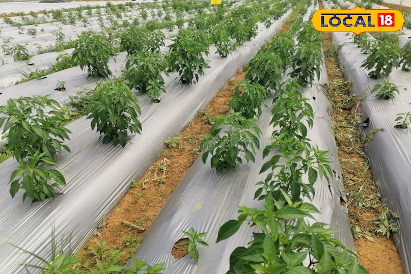 ड्रिप तकनीक से मिर्ची की उन्नत खेती