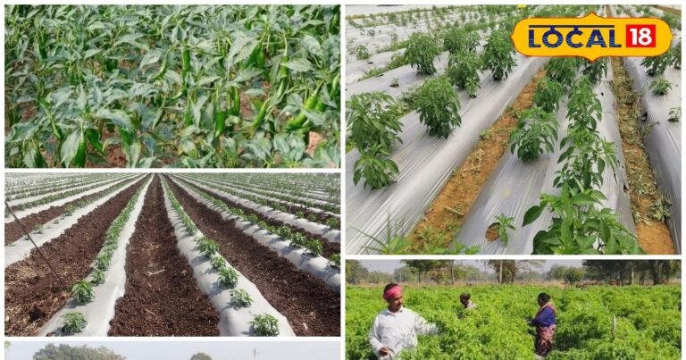 धान नहीं मिर्च उगाकर लाखों की आमदनी, किसान ने बताया सफलता का सीक्रेट