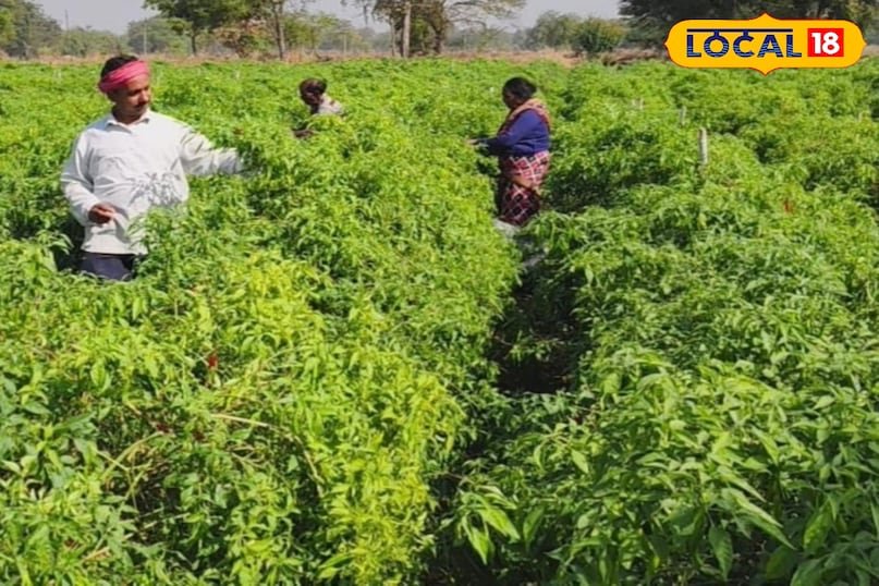 नवाचार खेती को मिला राज्य स्तरीय सम्मान