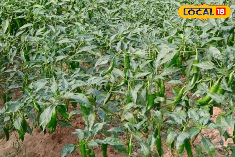 मिर्ची की उन्नत