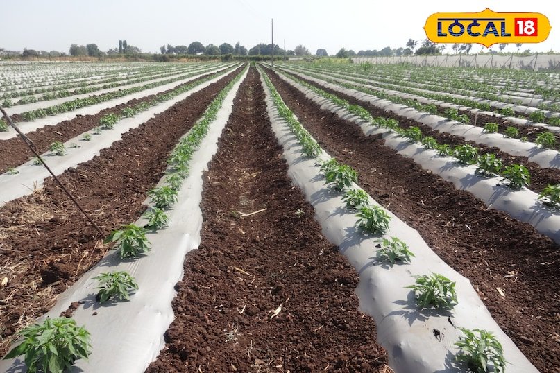 मल्चिंग और वैज्ञानिक रोपाई से बढ़ी पैदावार