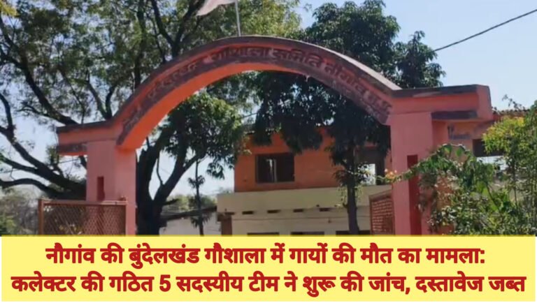 नौगांव की बुंदेलखंड गौशाला में गायों की मौत का मामला: कलेक्टर की गठित 5 सदस्यीय टीम ने शुरू की जांच, दस्तावेज जब्त