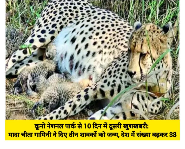 कूनो नेशनल पार्क से 10 दिन में दूसरी खुशखबरी: मादा चीता गामिनी ने दिए तीन शावकों को जन्म, देश में संख्या बढ़कर 38