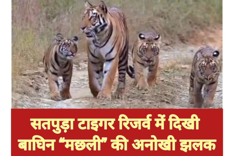 सतपुड़ा टाइगर रिजर्व में दिखी बाघिन “मछली” की अनोखी झलक