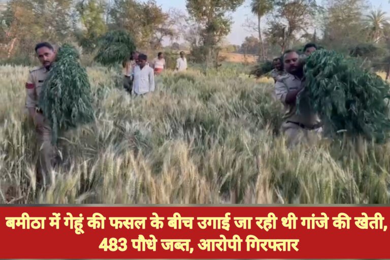 बमीठा में गेहूं की फसल के बीच उगाई जा रही थी गांजे की खेती, 483 पौधे जब्त, आरोपी गिरफ्तार