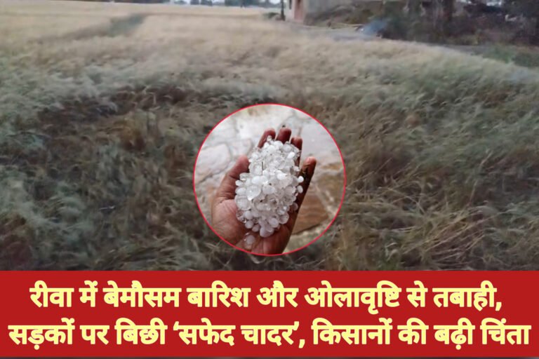 रीवा में बेमौसम बारिश और ओलावृष्टि से तबाही, सड़कों पर बिछी ‘सफेद चादर’, किसानों की बढ़ी चिंता