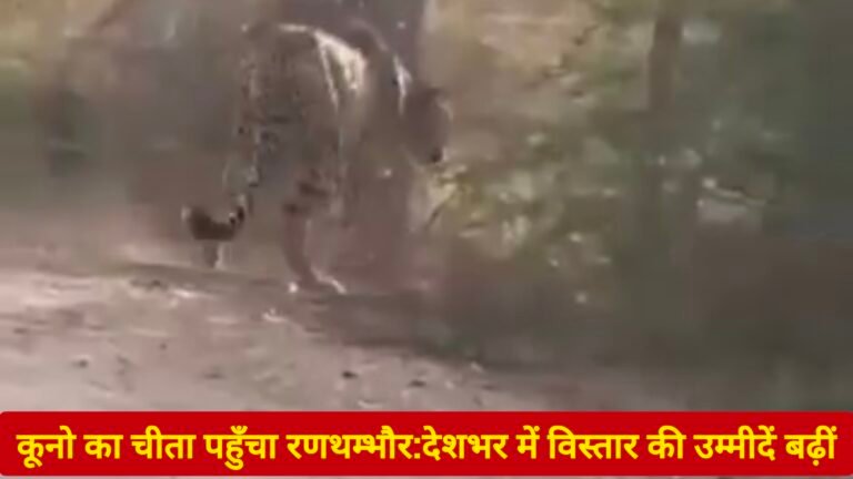 कूनो का चीता पहुँचा रणथम्भौर: देशभर में विस्तार की उम्मीदें बढ़ीं