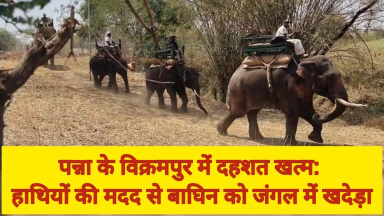 पन्ना के विक्रमपुर में दहशत खत्म: हाथियों की मदद से बाघिन को जंगल में खदेड़ा