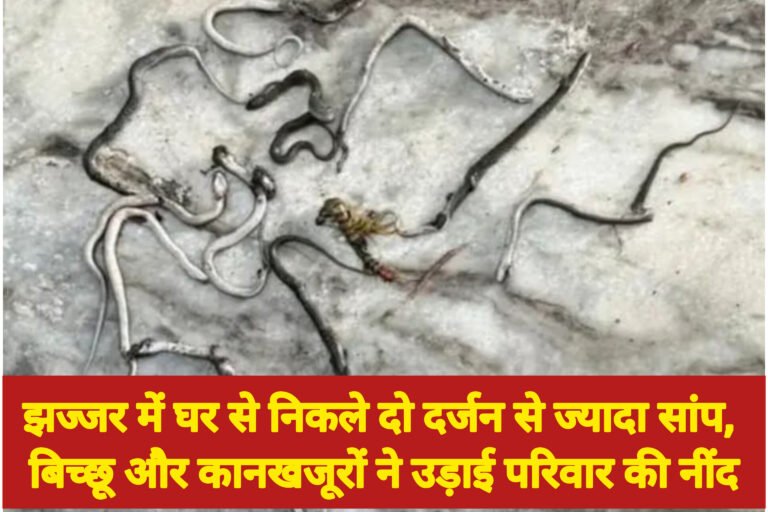 झज्जर में घर से निकले दो दर्जन से ज्यादा सांप, बिच्छू और कानखजूरों ने उड़ाई परिवार की नींद