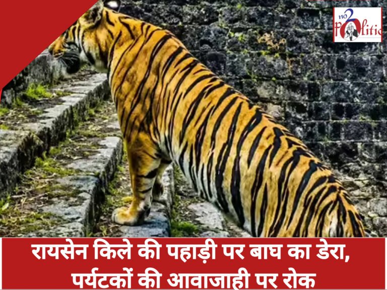 रायसेन किले की पहाड़ी पर बाघ का डेरा, पर्यटकों की आवाजाही पर रोक