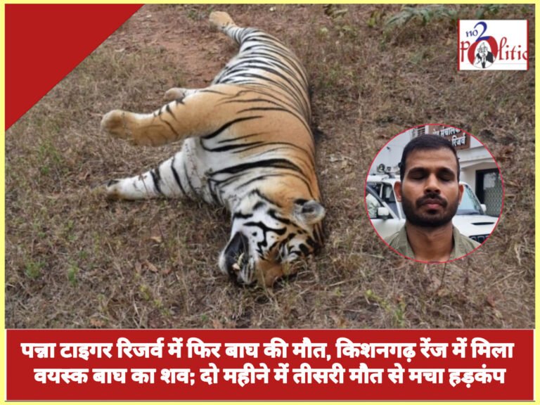 पन्ना टाइगर रिजर्व में फिर बाघ की मौत, किशनगढ़ रेंज में मिला वयस्क बाघ का शव; दो महीने में तीसरी मौत से मचा हड़कंप
