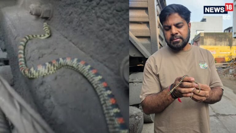 चलते ट्रक में मिला ये दुर्लभ सांप, धरमजयगढ़ से पहली बार कोरबा पहुंचे इस अनोखे जीव को देखने उमड़ी भीड़