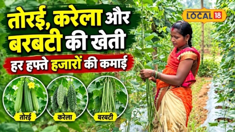खेती में अपनाया देसी तरीका, मुर्गी पालन जोड़ा साथ… रेखा साहू की कमाई ने बदली जिंदगी