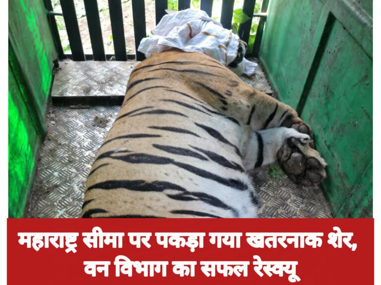 महाराष्ट्र सीमा पर पकड़ा गया खतरनाक शेर, वन विभाग का सफल रेस्क्यू