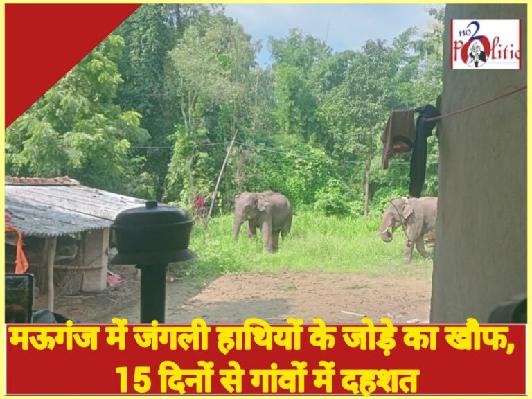 मऊगंज में जंगली हाथियों के जोड़े का खौफ, 15 दिनों से गांवों में दहशत