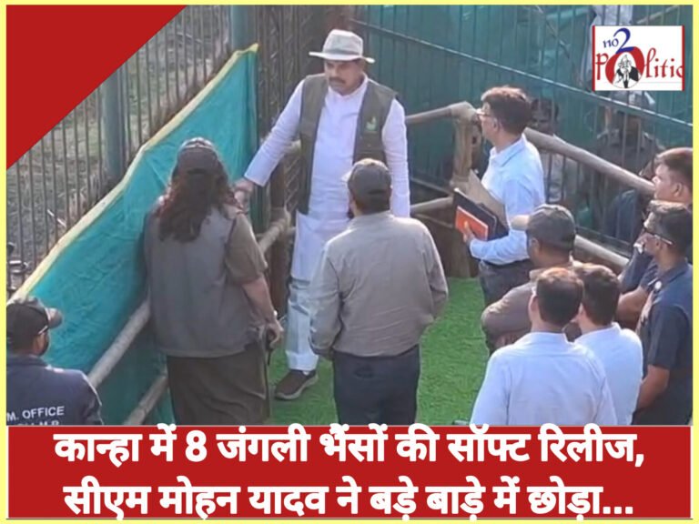 कान्हा में 8 जंगली भैंसों की सॉफ्ट रिलीज, सीएम मोहन यादव ने बड़े बाड़े में छोड़ा…