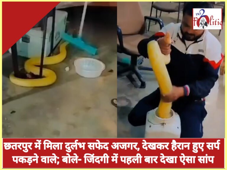 छतरपुर में मिला दुर्लभ सफेद अजगर, देखकर हैरान हुए सर्प पकड़ने वाले; बोले- जिंदगी में पहली बार देखा ऐसा सांप