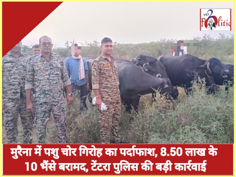 मुरैना में पशु चोर गिरोह का पर्दाफाश, 8.50 लाख के 10 भैंसे बरामद, टेंटरा पुलिस की बड़ी कार्रवाई